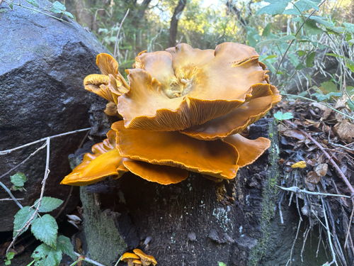 iNaturalist observation photo of western jack-o'-lantern