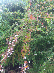 Berberis glaucocarpa