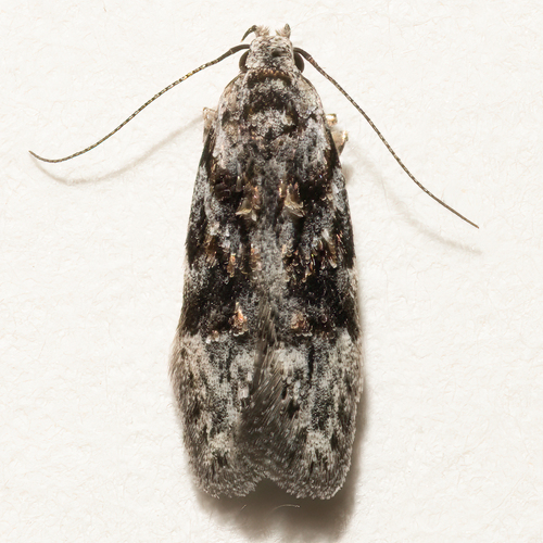 Oak Moth