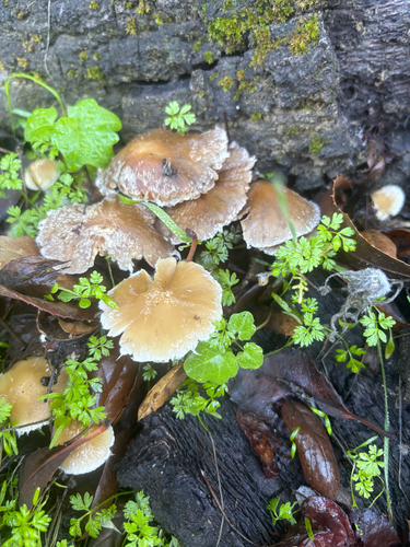 iNaturalist observation photo of Pale Brittlestem