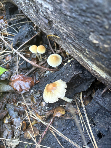iNaturalist observation photo of Agaricineae