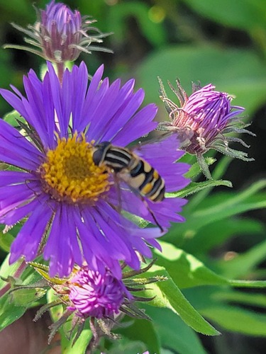 Unknown species found near Sauk Centre Township, MN 56378, USA