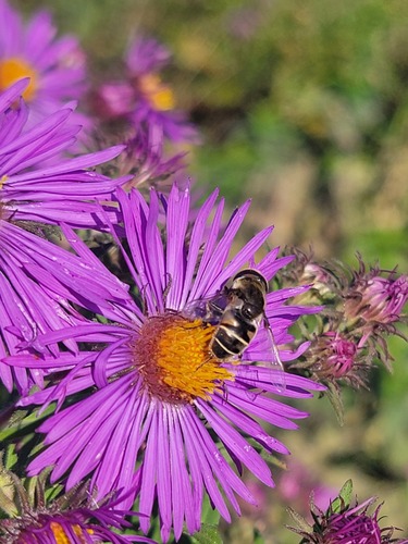 Unknown species found near Sauk Centre Township, MN 56378, USA