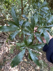 Pittosporum illicioides