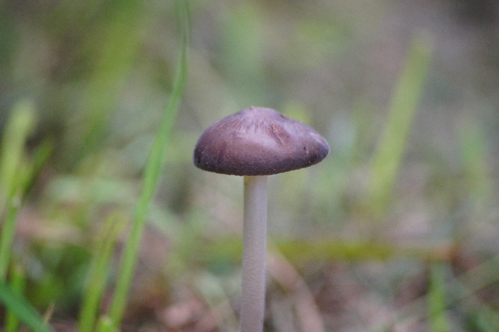 Oudemansiella gigaspora · November 2025 · photo: © aidantso (iNaturalist, cc-by)