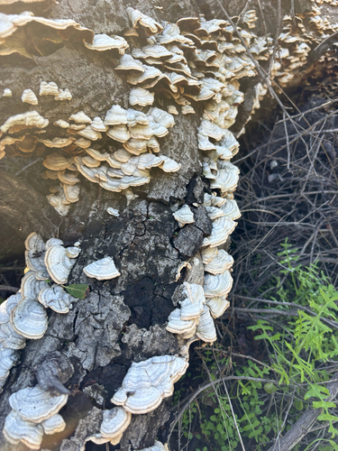 iNaturalist observation photo of hairy curtain crust