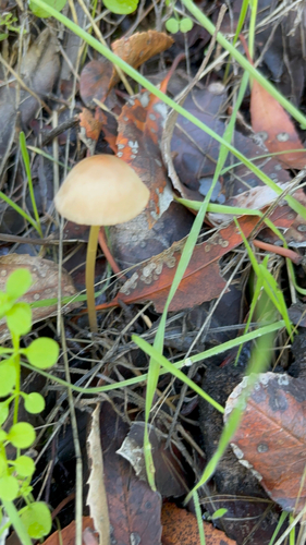 iNaturalist observation photo of Brittlestems and Allies