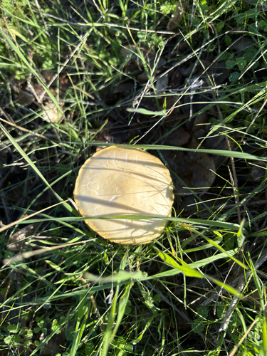 iNaturalist observation photo of Stubble Rosegill