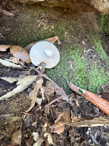 iNaturalist observation photo of common puffball