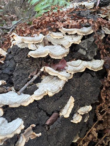 iNaturalist observation photo of hairy curtain crust