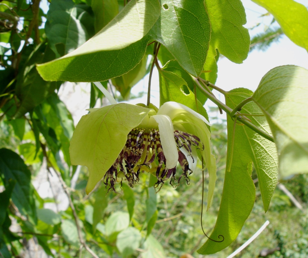 Passiflora serrulata; photograph John Ocampo, CC BY, iNaturalist via GBIF