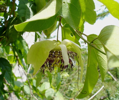 Passiflora serrulata