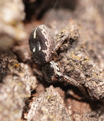 Tharpyna campestrata