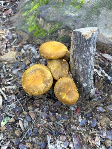 iNaturalist observation photo of western jack-o'-lantern