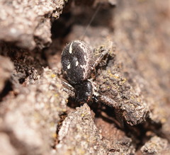 Tharpyna campestrata