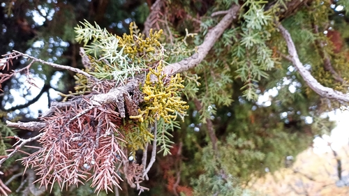 Juniper Dwarf-Mistletoe (Arceuthobium oxycedri)