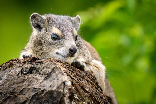 Bush Hyrax, Serengeti, Serengeti National Park, TZ-MA, TZ, photo 7 of 10