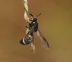 Masarinae