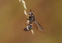 Masarinae