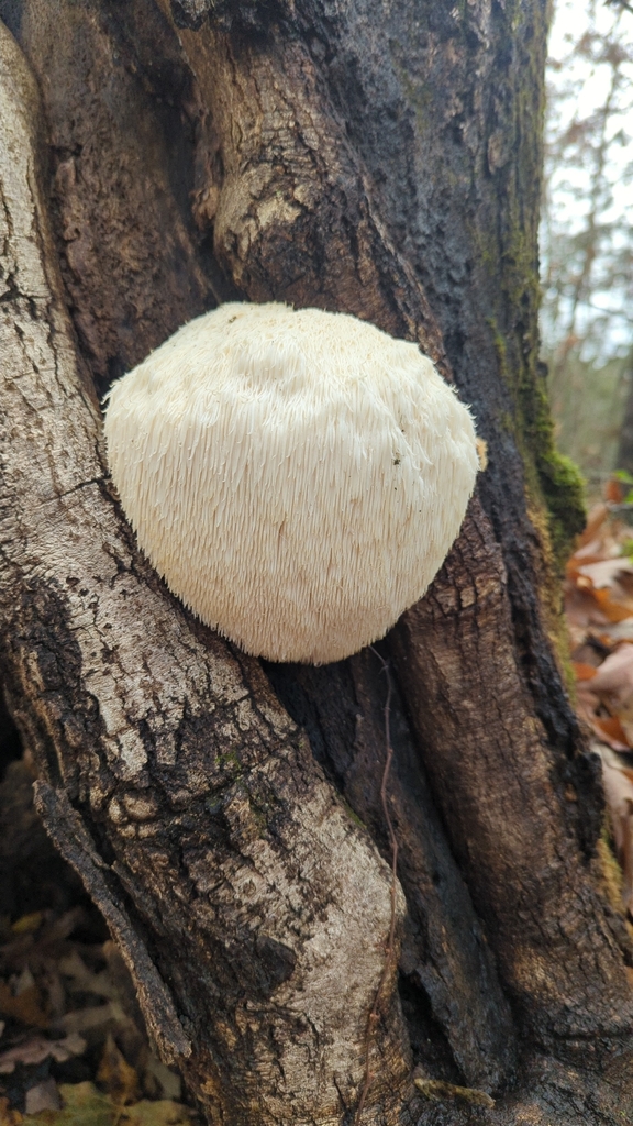 Hericium erinaceus · November 2025 · photo: © miketilley (iNaturalist, cc-by)