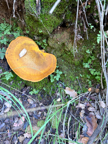 iNaturalist observation photo of western jack-o'-lantern