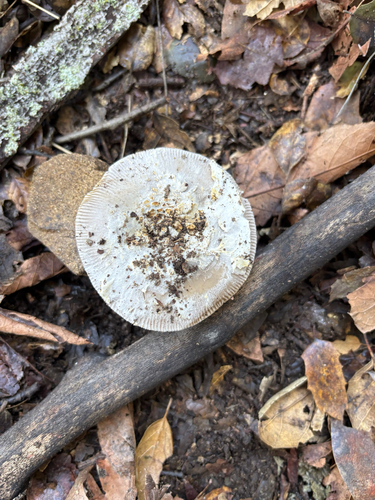 iNaturalist observation photo of Protected Ringless Amanita