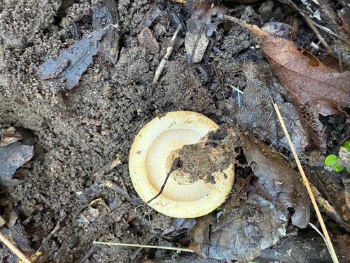 iNaturalist observation photo of golden milkcap