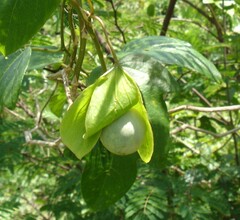 John Ocampo, CC BY, iNaturalist via GBIF Passiflora serrulata, photograph John Ocampo, CC BY, iNaturalist via GBIF