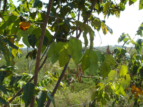 Passiflora serrulata, photograph 2