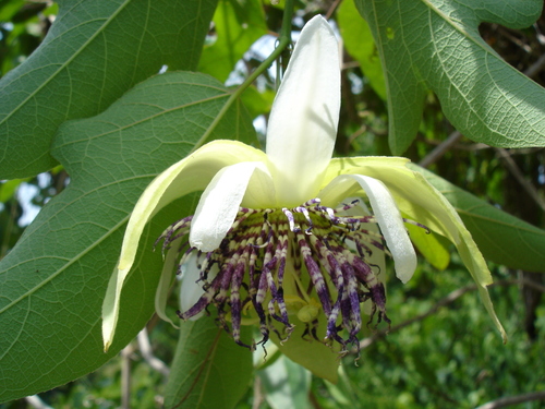 Passiflora serrulata, photograph 3