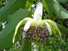 John Ocampo, CC BY, iNaturalist via GBIF Passiflora serrulata, photograph John Ocampo, CC BY, iNaturalist via GBIF