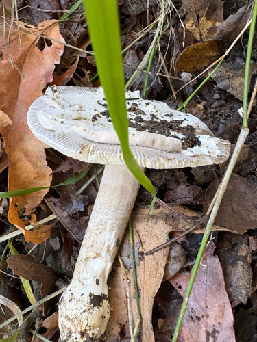 iNaturalist observation photo of Protected Ringless Amanita