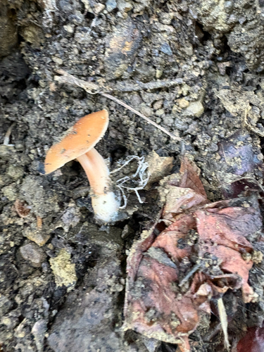 iNaturalist observation photo of Mushrooms, Bracket Fungi, Puffballs, and Allies