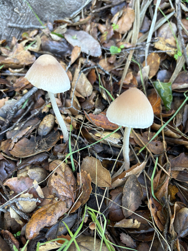 iNaturalist observation photo of Tall Psathyrella