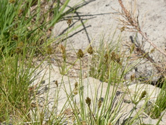 Carex athrostachya