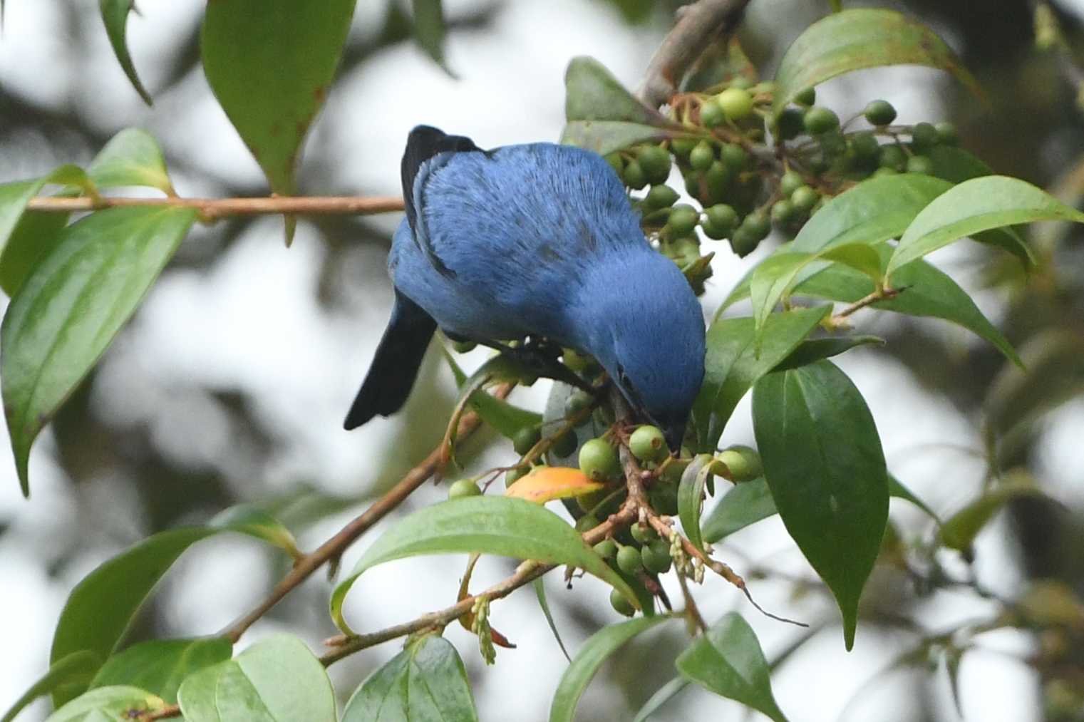 Blue-and-black Tanager (Tangara vassorii), photo 3