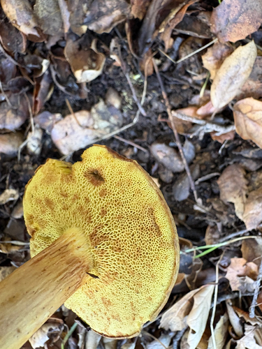 iNaturalist observation photo of Suede Bolete
