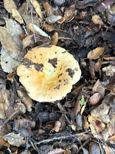iNaturalist observation photo of brittlegills
