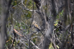 Pachycephala pectoralis