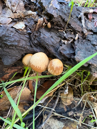 iNaturalist observation photo of Common Gilled Mushrooms and Allies