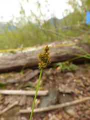 Carex arcta