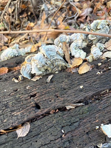 iNaturalist observation photo of Stereum