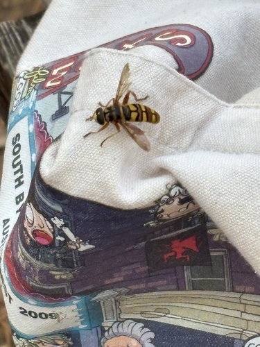 Unknown species found near Alvin St, Rusk, TX, US