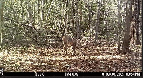 Yucatan Brown Brocket