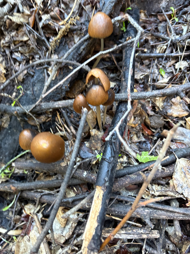 iNaturalist observation photo of conical brittlestem