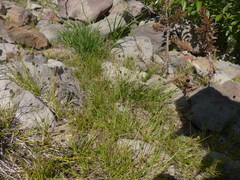 Carex athrostachya