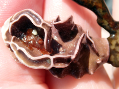 Lithophyllum carpophylli