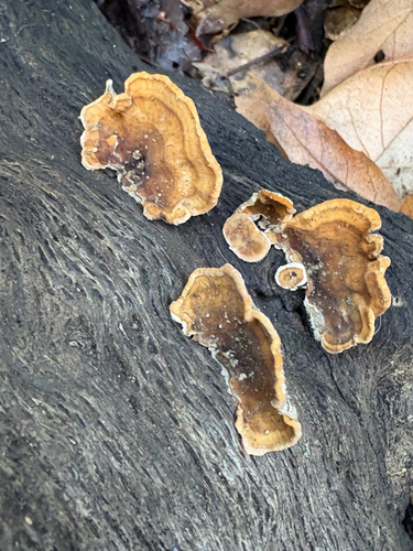 iNaturalist observation photo of hairy curtain crust