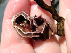 Lithophyllum carpophylli