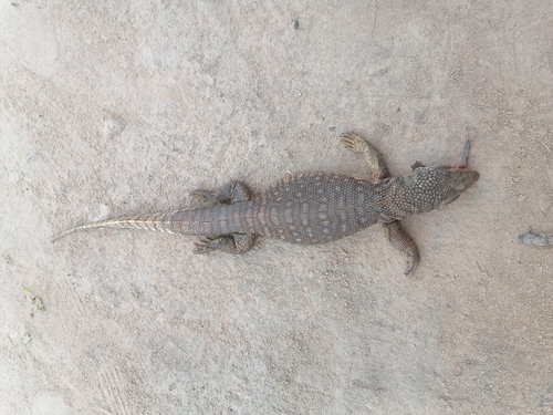 Savannah Monitor